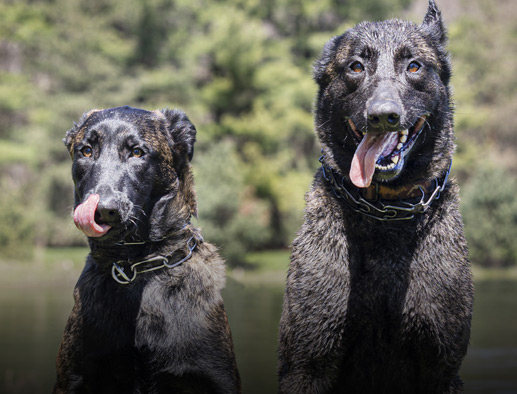 Belgian Malinois & Dutch Shepherd - Breeding