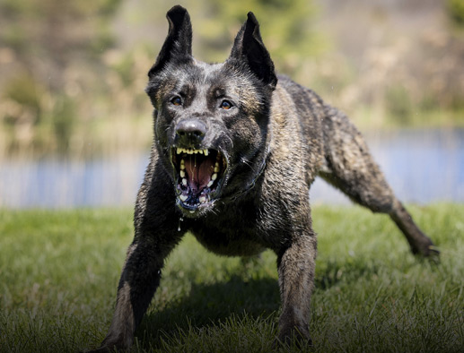 Belgian Malinois & Dutch Shepherd - Protection