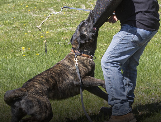 Belgian Malinois & Dutch Shepherd - Training